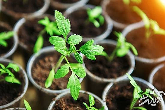 آموزش کشت سبزی د رگلدان پرورش سبزی خوردن